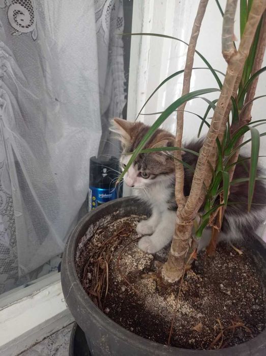 Подарявам малко мъжко котенце