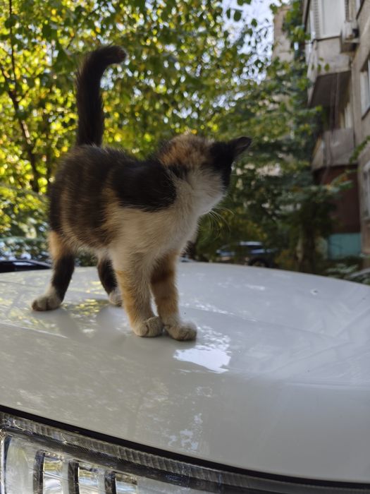 Кошечка на вид месяца два