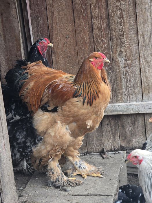 Vând cocoși Brahma