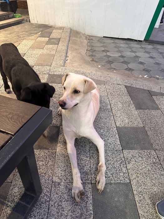 Хочу пристроить собачек