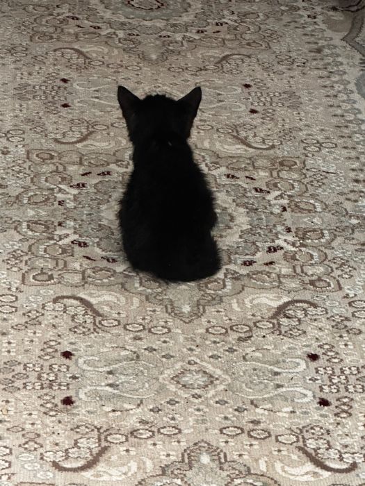 Отдам котенка в добрые руки