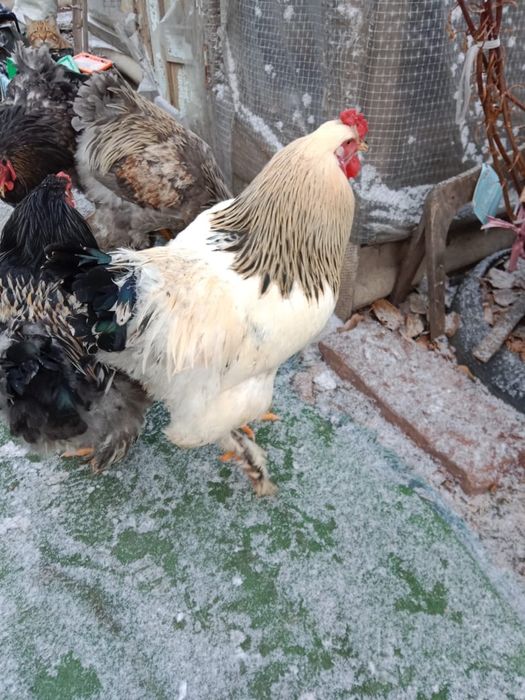 Продам петухов брам молодые