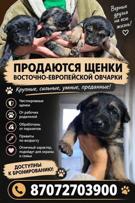 Продам щенков овчарки 1мес