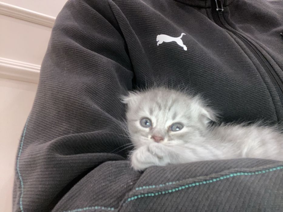 Котенок шотландский вислоухие девочка