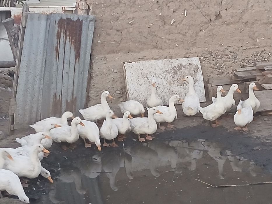 Продаются пекинские утки!