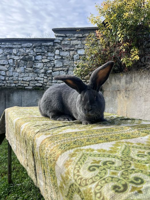 Белгийски великан
