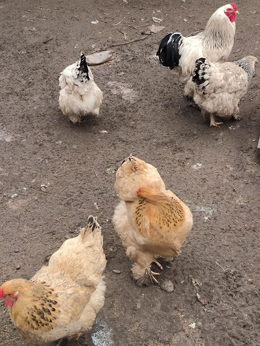 Яйца брама на инкубацию