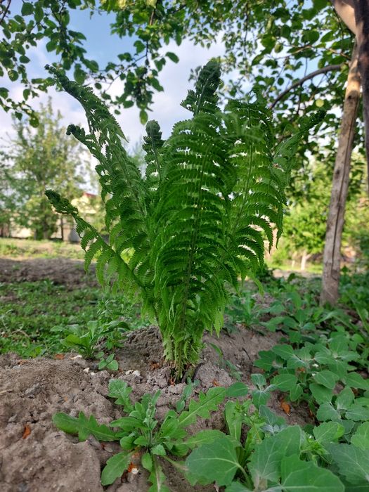 Продам молодой папоротник