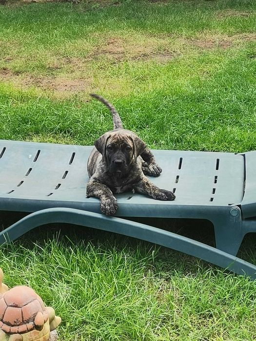 Vand mascul Presa Canario
