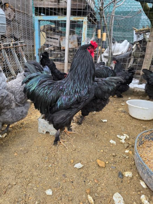 Cocos Australorp