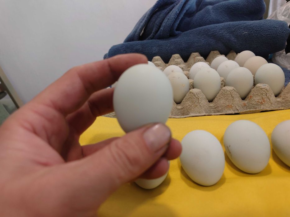 Оплодени яйца от Араукана