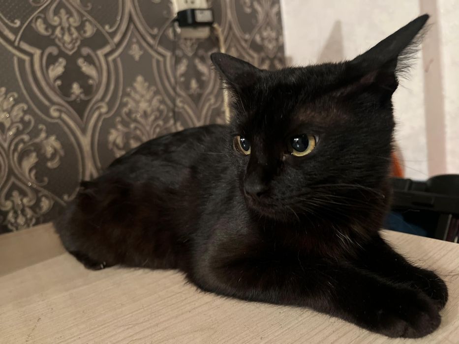 Ищем добрых людей