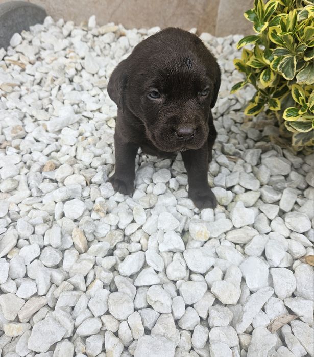 Femela Labrador Ciocolatiu