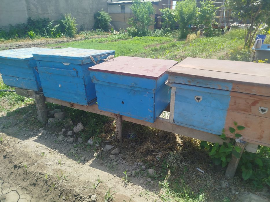 Асал арилар  / 5 оила