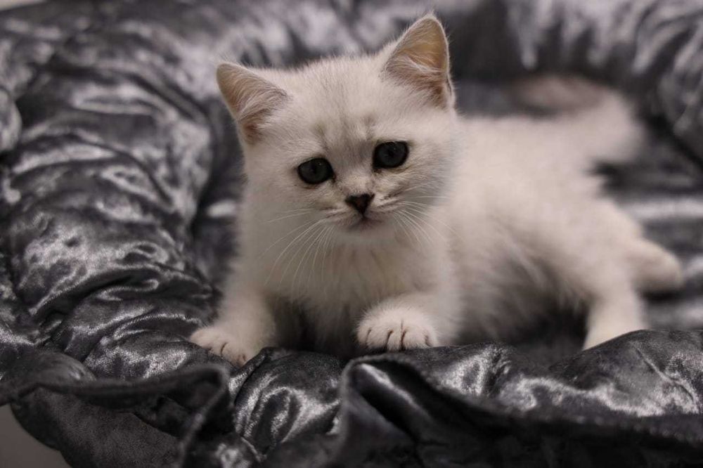 кошечки  британские. Плюшевые..