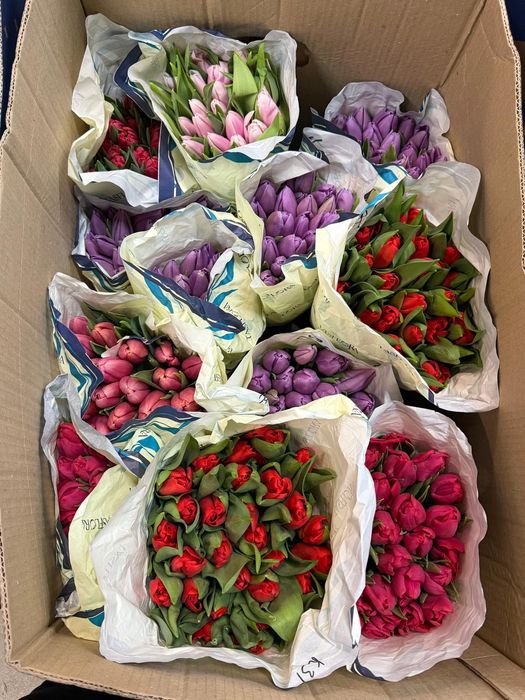 Тюлпаны по самым низким ценам