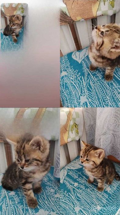 Котенку нужен дом! Срочно!