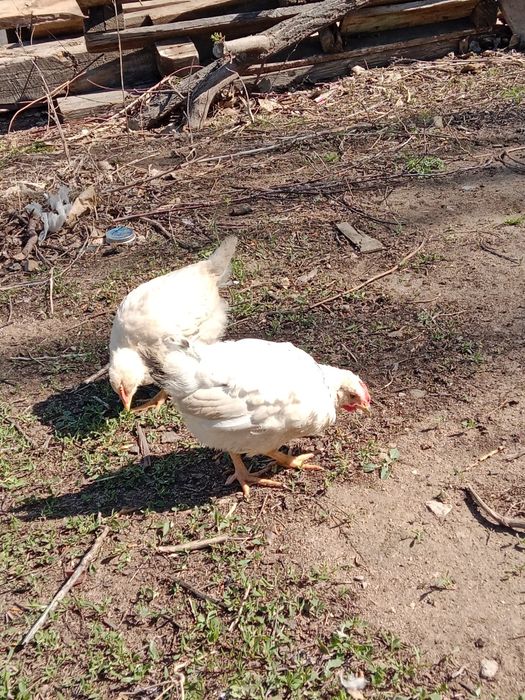 Продам цыплят около 2 месяцев