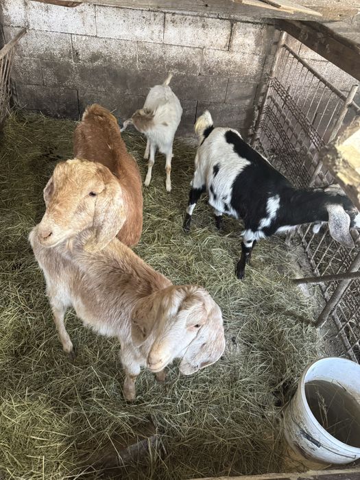 Vand capre agro nubiene