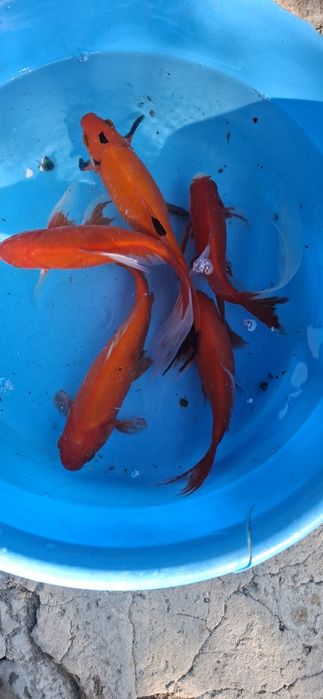 Krap koi,carasi japonezi