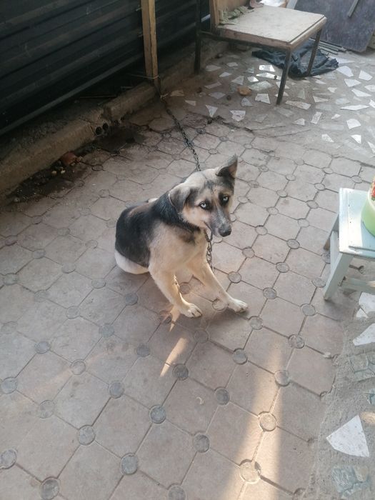 Хорошие друзья и охраники