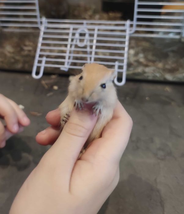 Подарявам бебета джербили/монголска песчанка