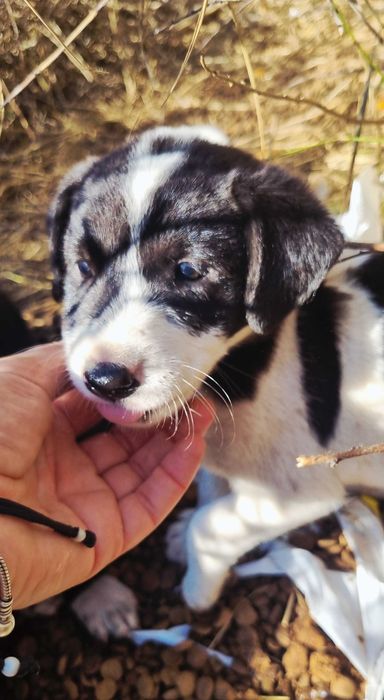 Puiuti - 2 luni - adoptie responsabila