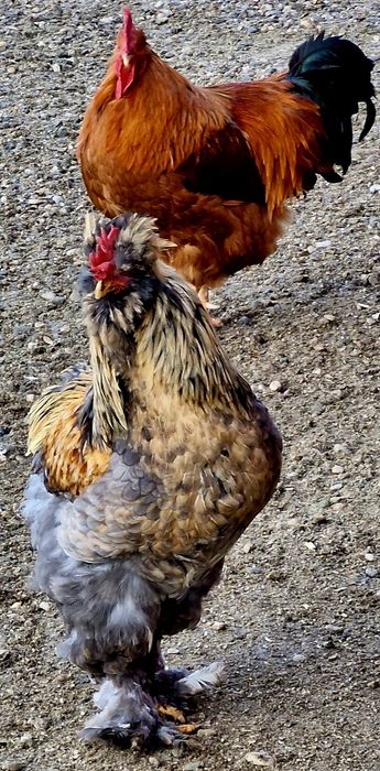 Vindem cocosi  diferite rase