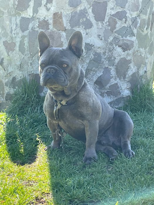 Buldog Francez mascul Blue