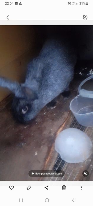 Полтавский серебро 2+1