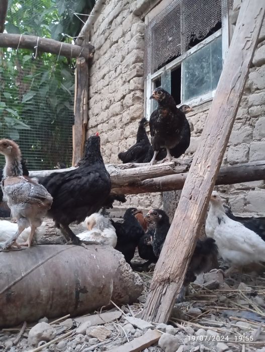 Jo'jalar ho'rozlari ajratilib sotiladi 2-3- oylik