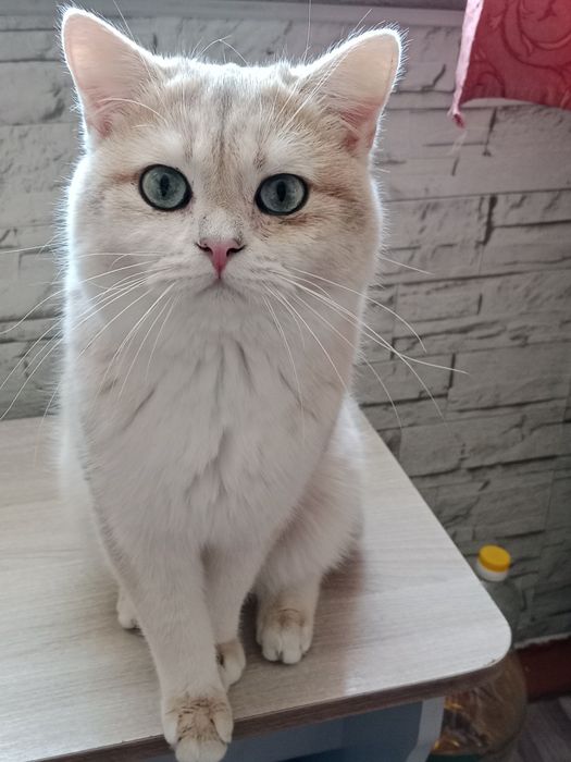 Британский кот Голубое золото.