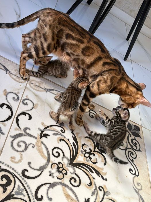 Срочно продам одного бенгала по дешёвке