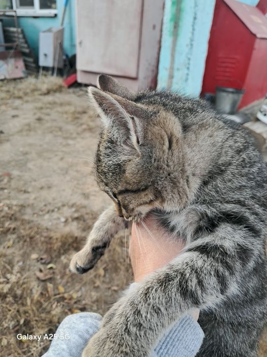 Кошечка девочка в добрые руки