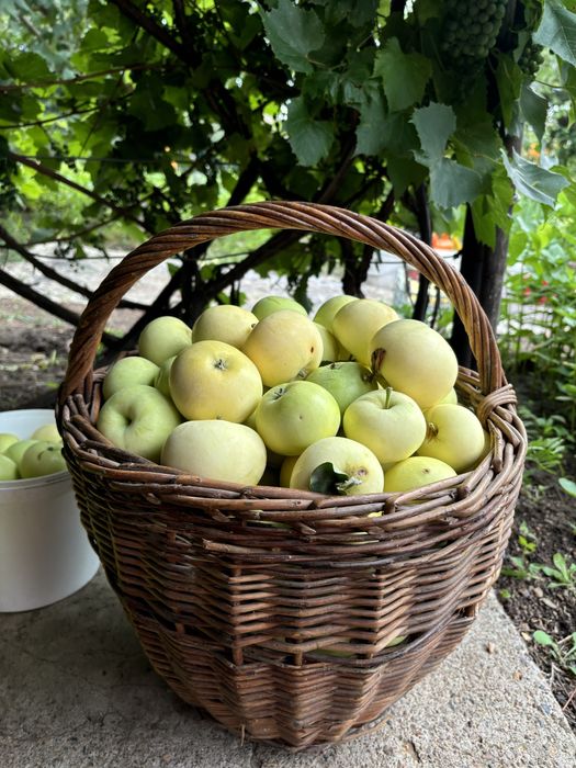 Продам дачу в обществе Парус