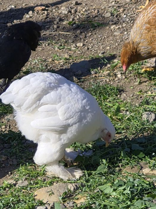 Disponibili pui din mai multe rase  și  culori  Wiandot și Brahma