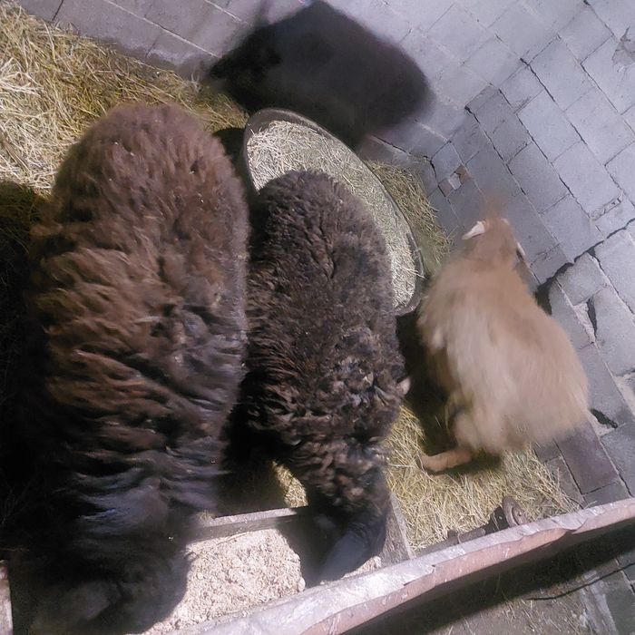 Токты сатылады 3 бас