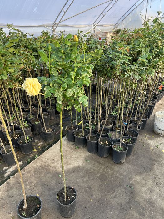 Trandafir copac la ghiveci