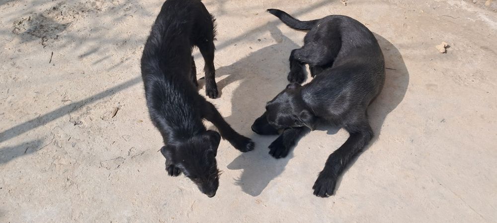 Лабладор  за двох