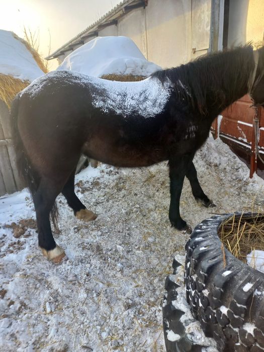 Продам кобылу жеребую