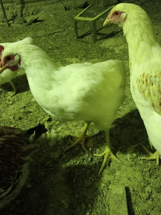 Жас қораздар сатылады