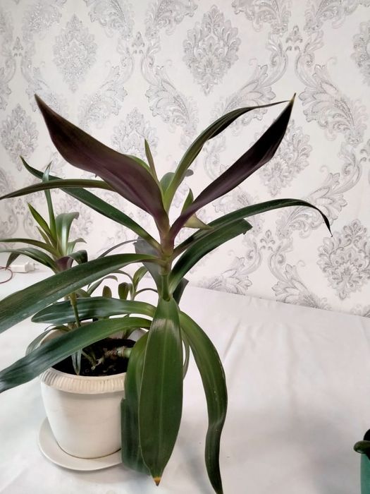 Комнатный растения