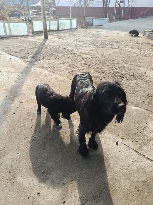 Русский спаниель Собака