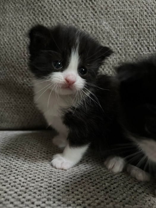 кошка обычная красивая