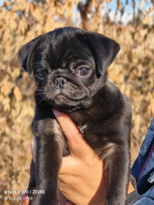 Очаровательные щенки мопса.