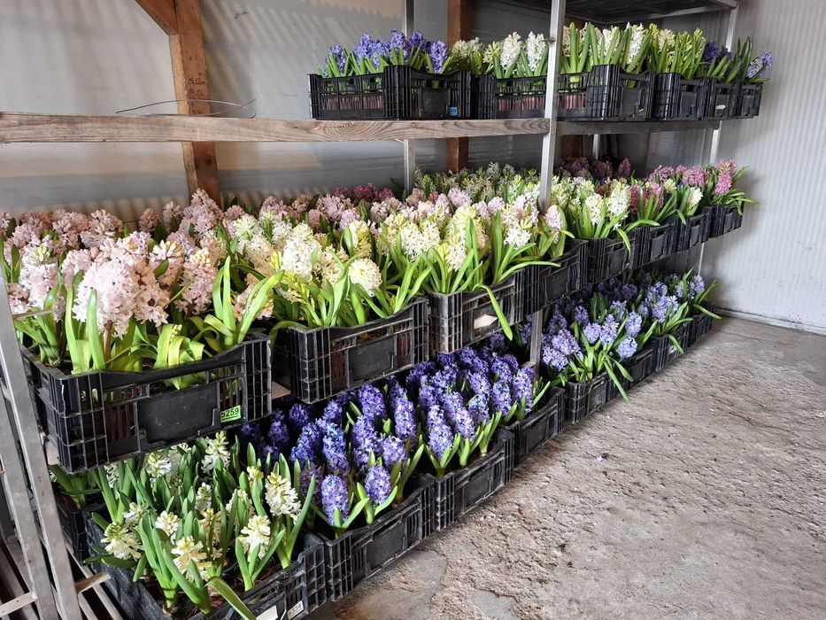 Primule, zambile 1 martie