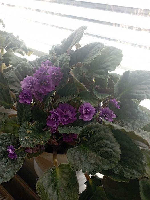 сентполия- кичеста теменужка