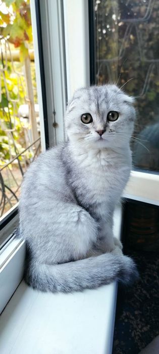 Lesbian jinsiy porno