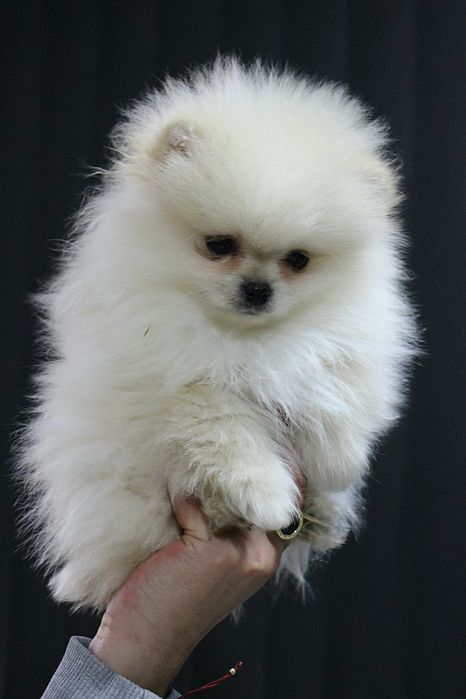 Померан мини мъжко и женско