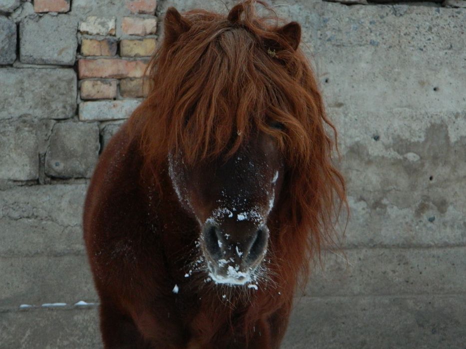 Пони нарядный жеребец